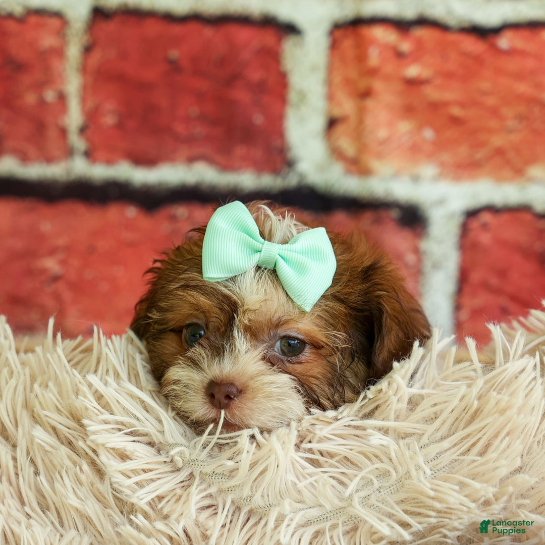 Shih Tzu dogs for sale: Rusty - Image 13
