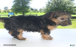 Yorkiepoo dogs for sale: Sammy - Image 11