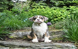 Olde English Bulldogge dogs for sale: Reba - Image 9