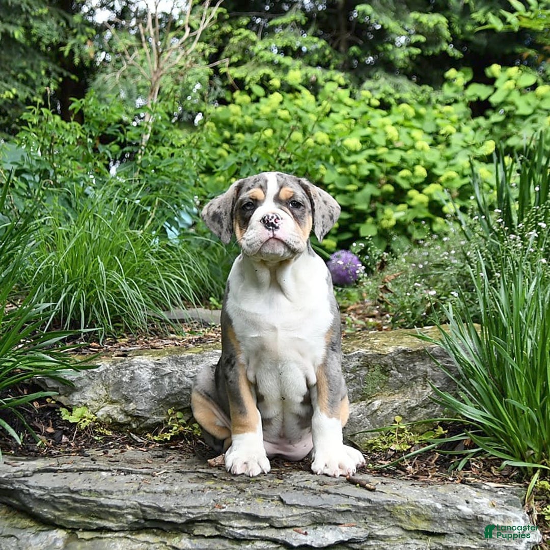 Olde English Bulldogge dogs for sale: Reba - Image 9