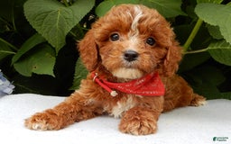 Cavapoo dogs for sale: Finn - Image 2