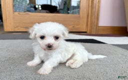 Coton De Tulear dogs for sale: TJ - Image 4