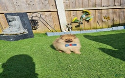 Pomeranian dogs for sale: Kris - Image 3