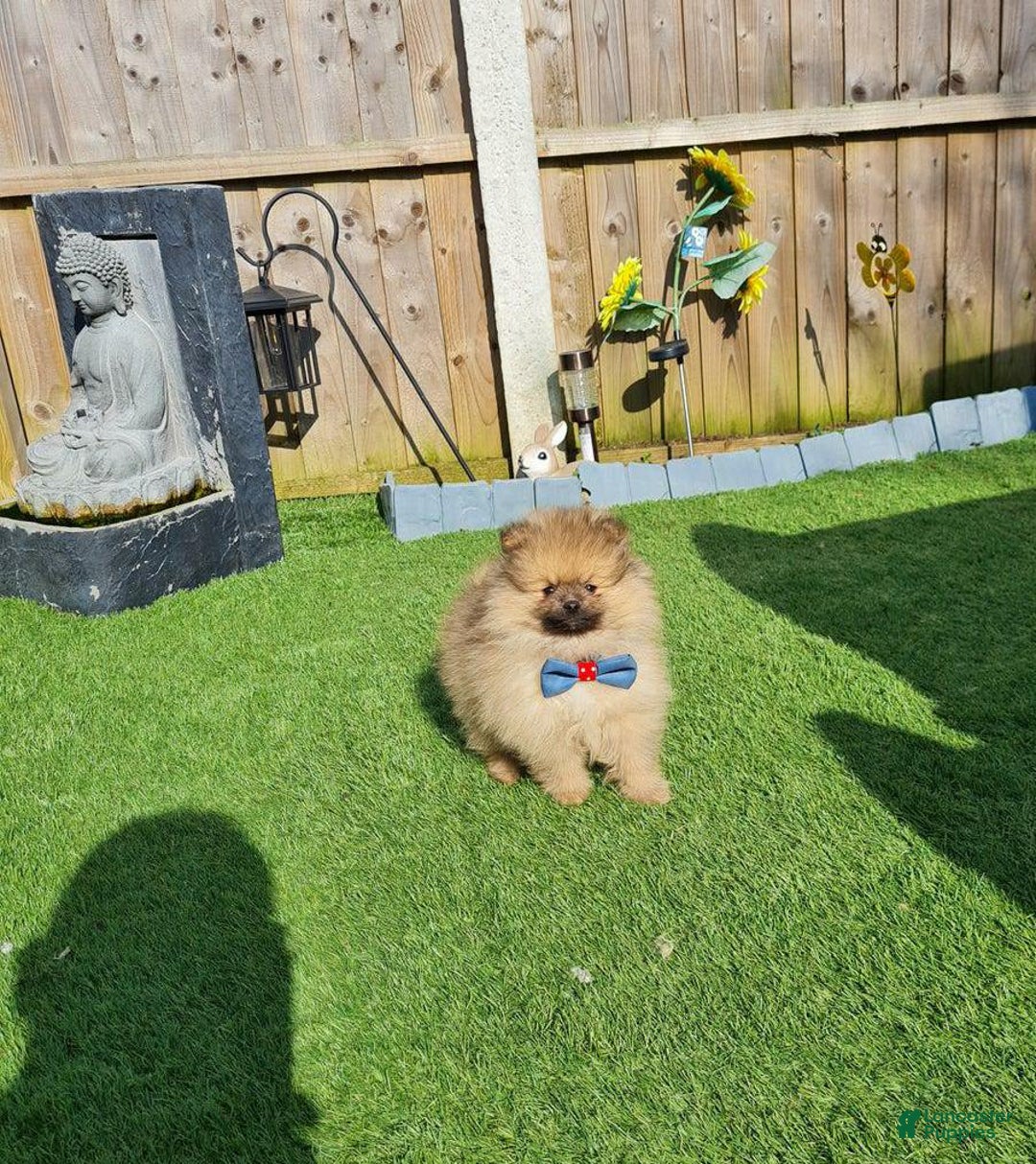 Pomeranian dogs for sale: Kris - Image 3
