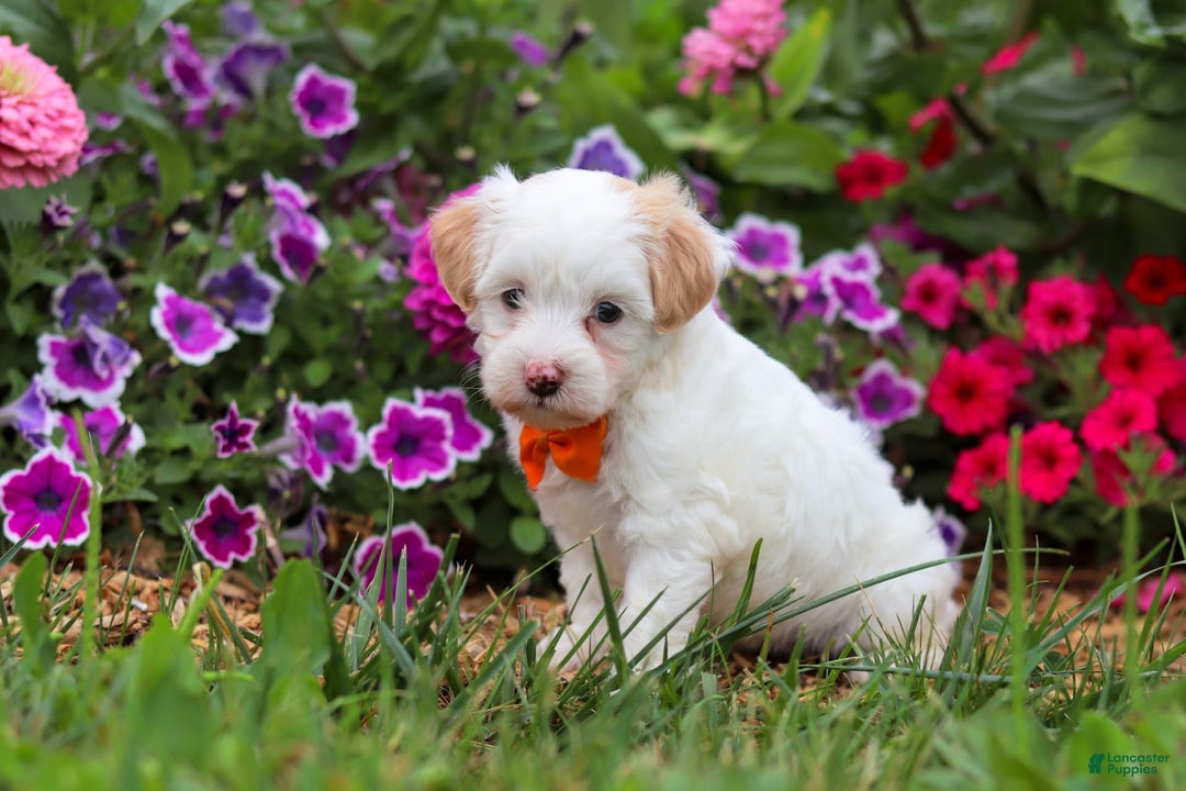 Maltipoo dogs for sale: Timmy - Image 2