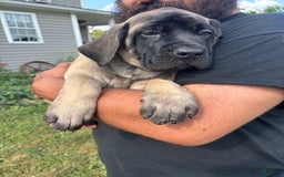 English Mastiff dogs for sale: Pinky - Image 28