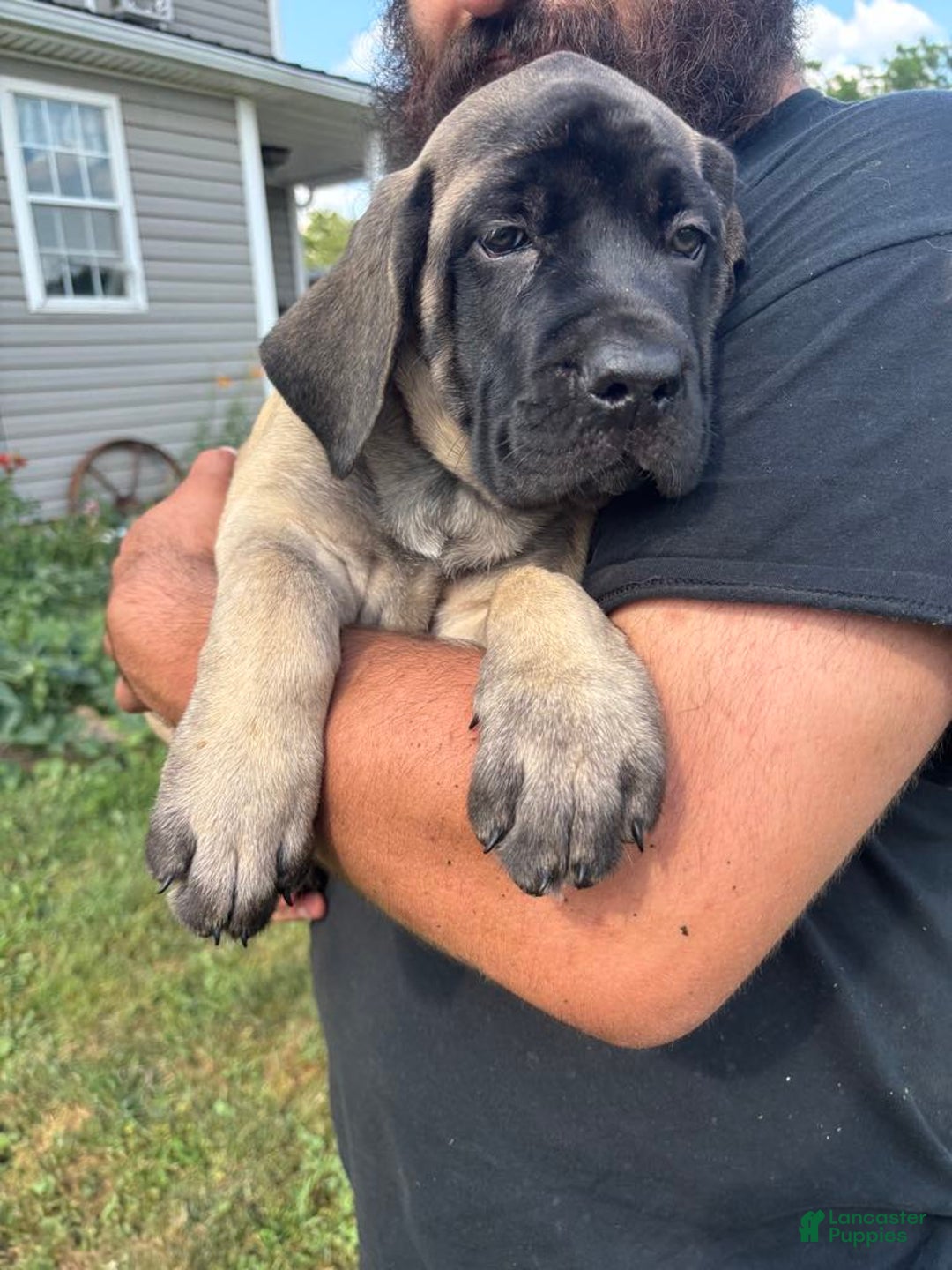 English Mastiff dogs for sale: Pinky - Image 28