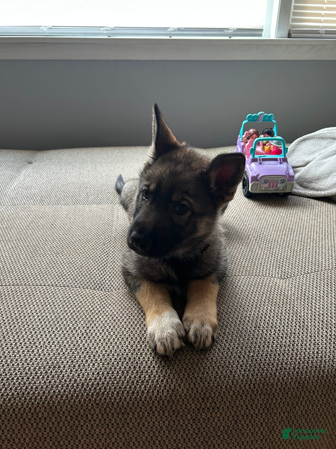Gerberian Shepsky dogs for sale: Turbo - Image 1