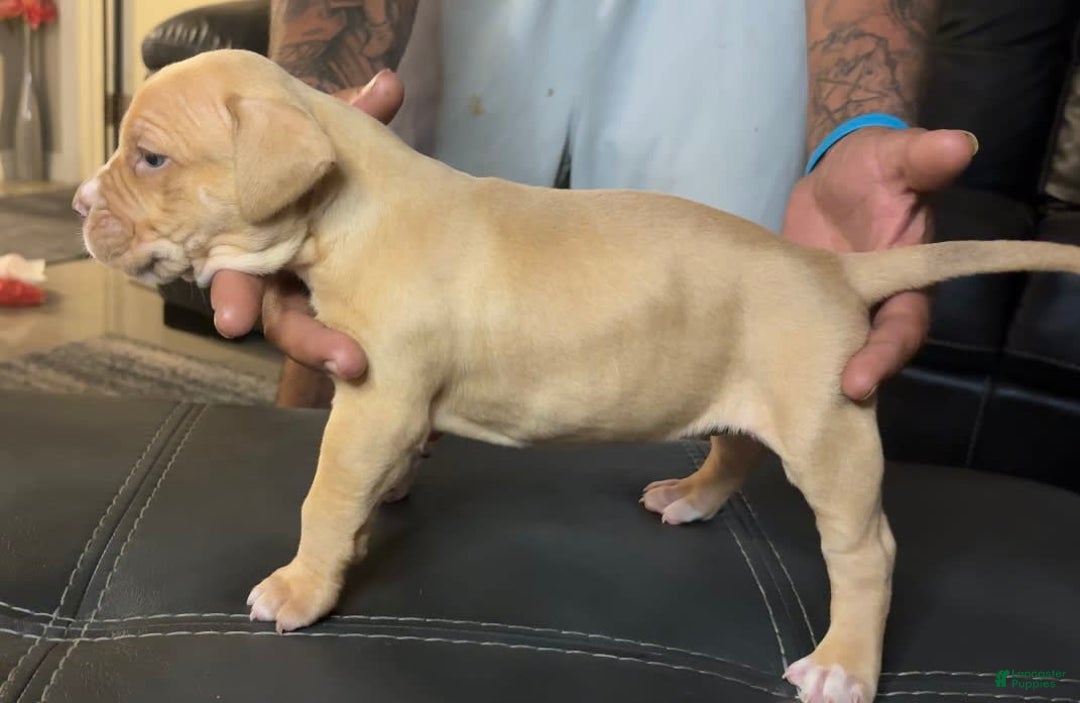 American Bully dogs for sale: Rubbel - Image 6