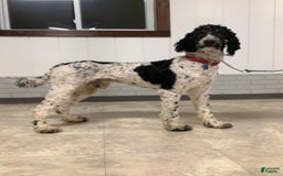 Bernedoodle dogs for sale: Melody - Image 11
