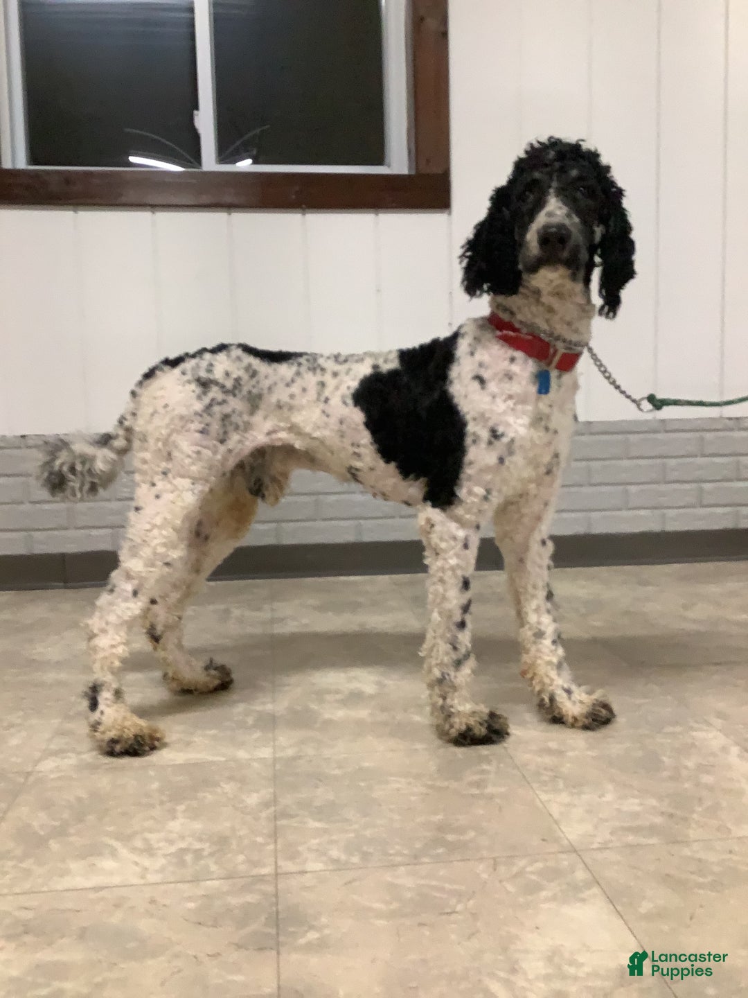 Bernedoodle dogs for sale: Melody - Image 11