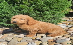 Goldendoodle dogs for sale: Angel - Image 2