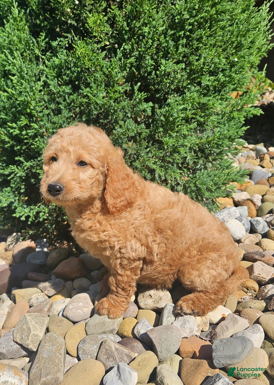 Goldendoodle dogs for sale: Angel - Image 2