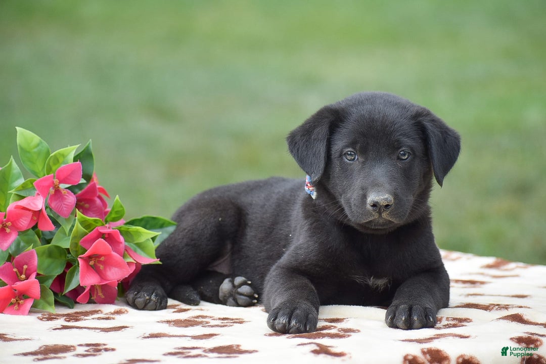 German Shepherd dogs for sale: Ashley - Image 2
