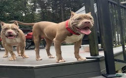 American Bully dogs for sale: Izzy - Image 2