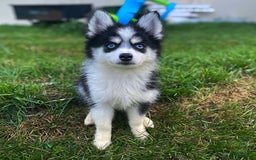Pomsky dogs for sale: Chai - Image 20