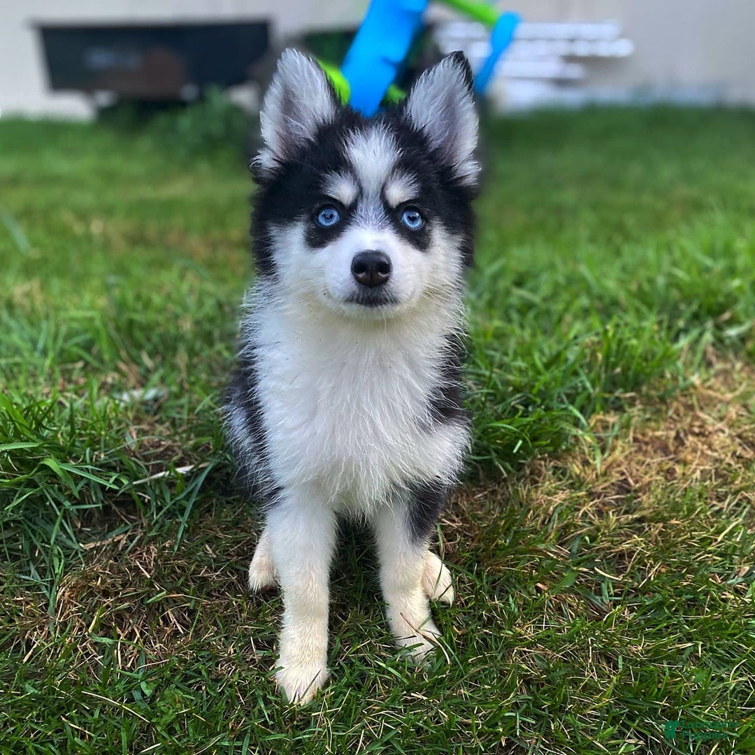 Pomsky dogs for sale: Chai - Image 20