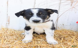 Australian Cattle Dog dogs for sale: Tootsie - Image 1