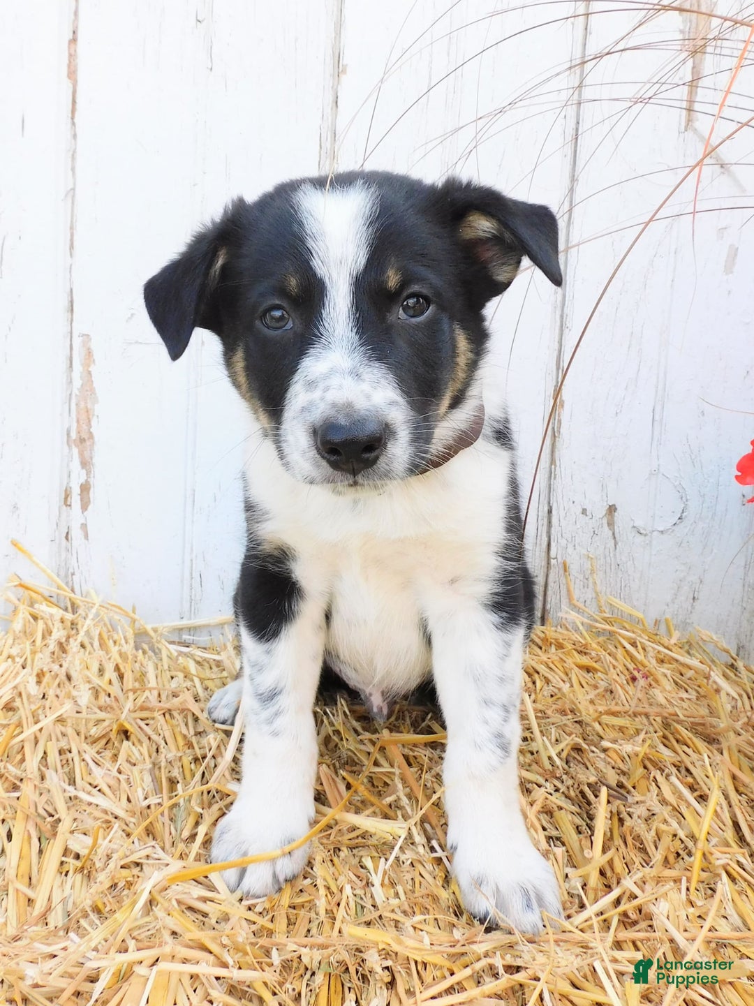 Australian Cattle Dog dogs for sale: Tootsie - Image 1