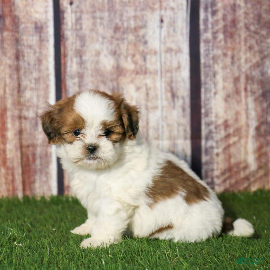 Shihpoo dogs for sale: Buster - Image 21
