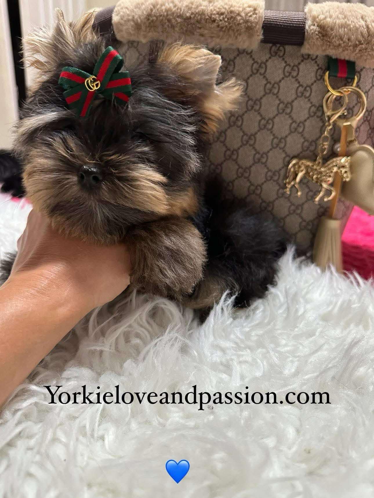 Yorkshire Terrier dogs for sale: Yorkshire Terrier 5 puppies - Image 36