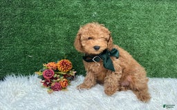 Miniature Poodle dogs for sale: Leo Corbata Verde - Image 4