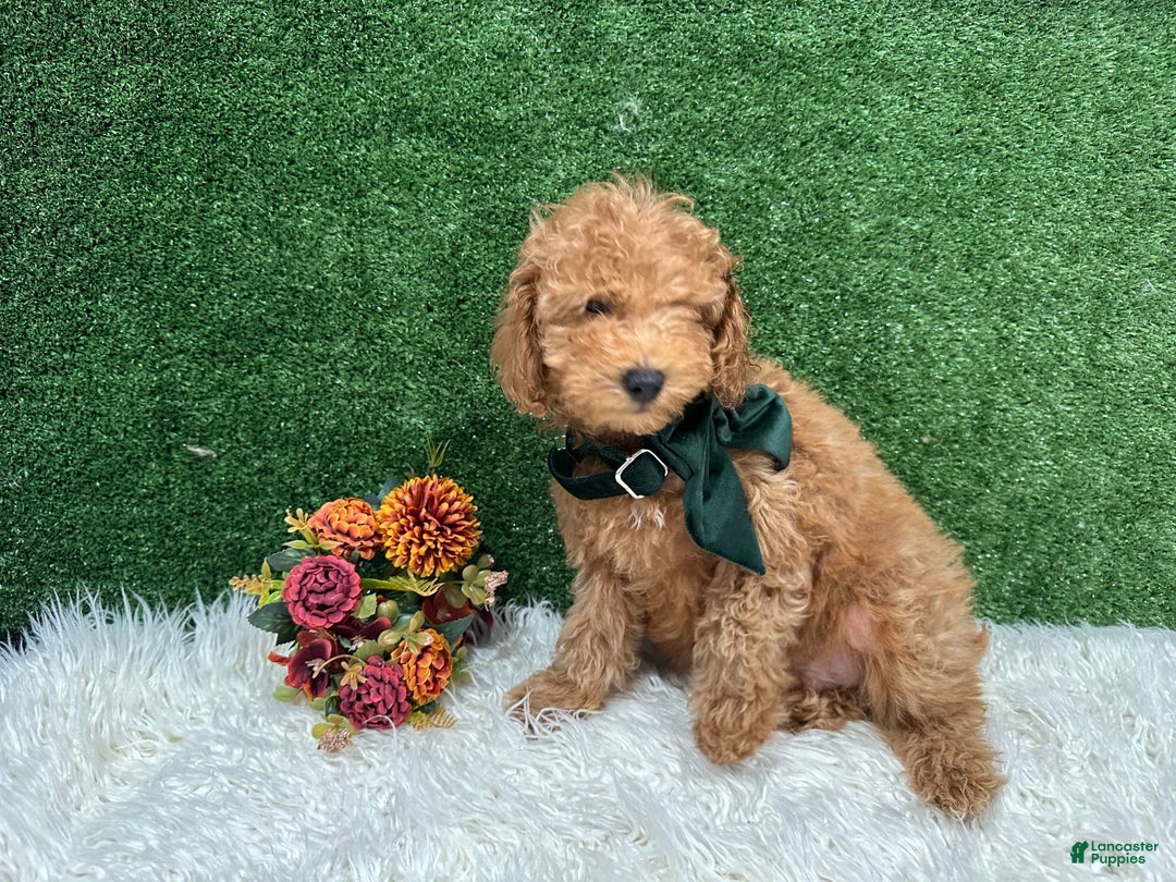 Miniature Poodle dogs for sale: Leo Corbata Verde - Image 4