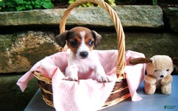Jack Russell Terrier dogs for sale: Splotches - Image 8