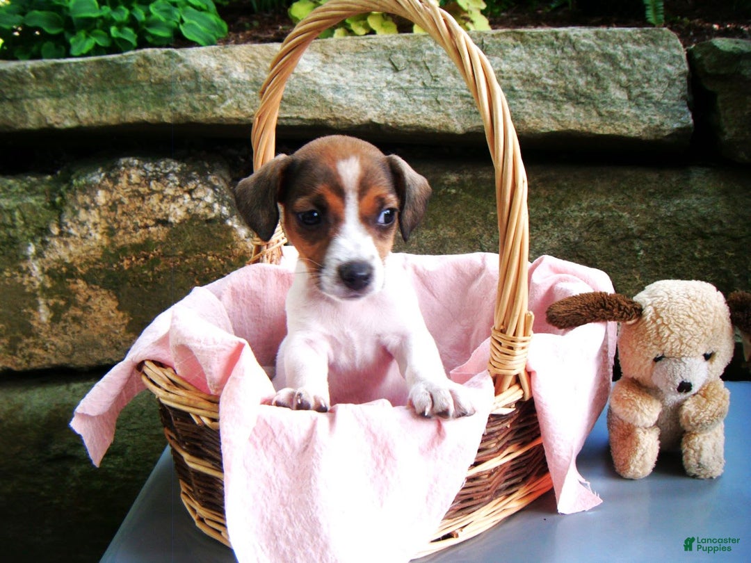 Jack Russell Terrier dogs for sale: Splotches - Image 8
