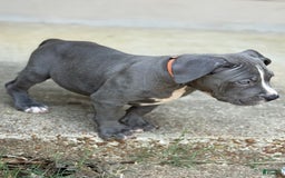 American Bully dogs for sale: Ivy - Image 1