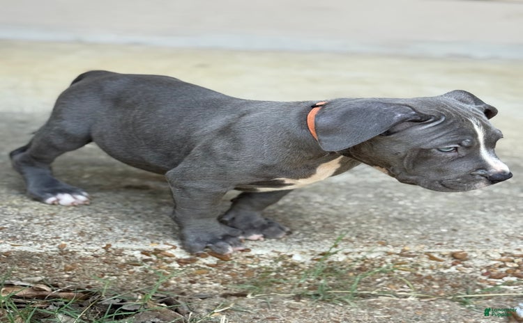American Bully dogs for sale - Ad 3