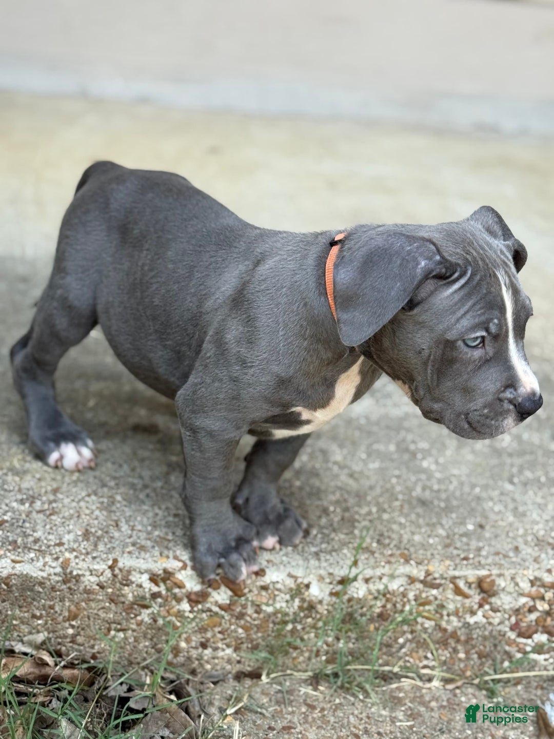 American Bully dogs for sale: Ivy - Image 1