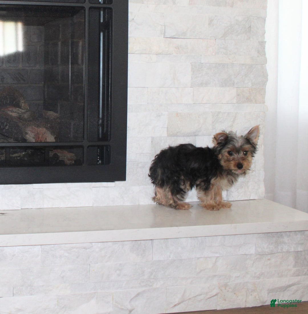 Yorkshire Terrier dogs for sale: Prince - Image 4