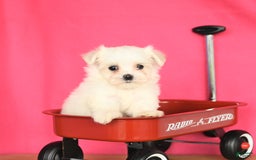 Maltese dogs for sale: Minnie - Image 5