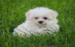 Maltese dogs for sale: River - Image 4