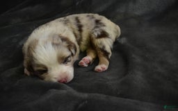 Miniature Australian Shepherd dogs for sale: Lola - Image 1