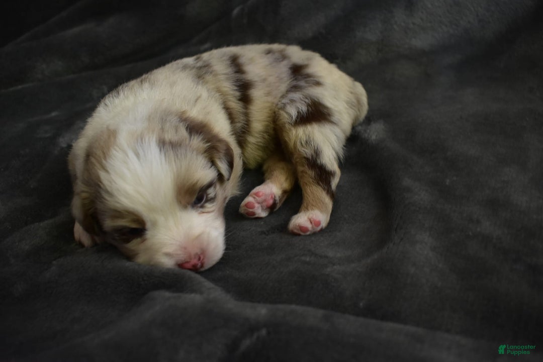 Miniature Australian Shepherd dogs for sale: Lola - Image 1
