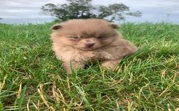 Pomeranian dogs for sale: Merle - Image 4