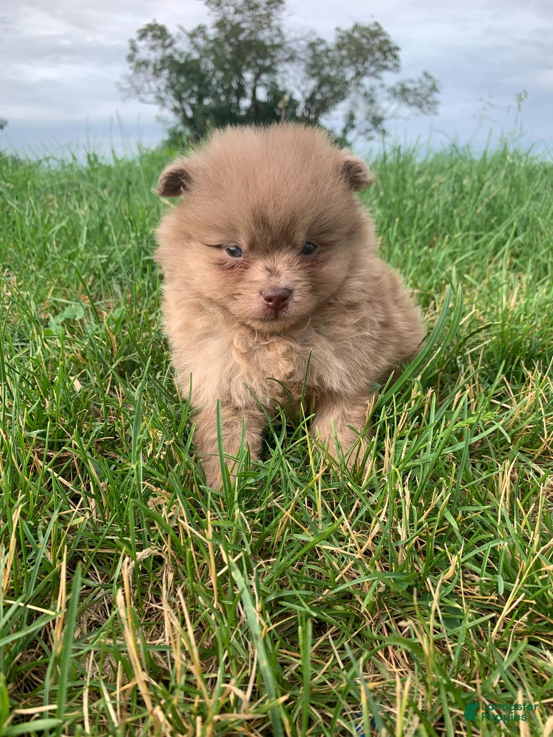 Pomeranian dogs for sale: Merle - Image 4