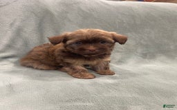 Morkie dogs for sale: Blue - Image 2