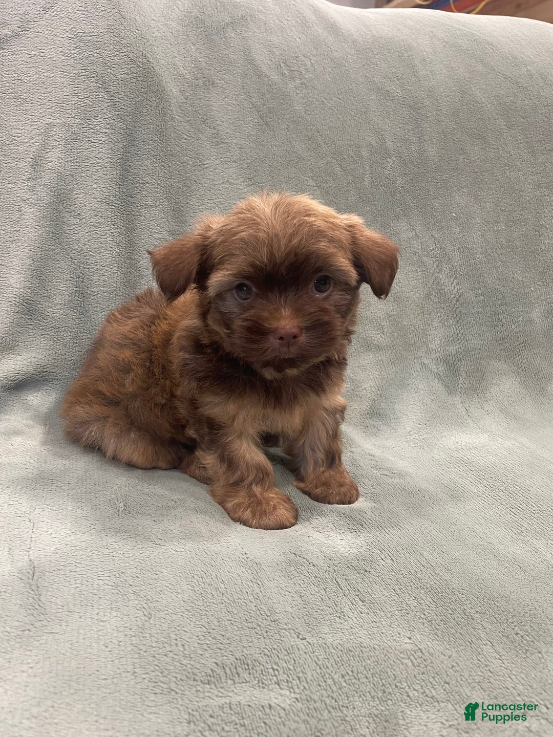 Morkie dogs for sale: Blue - Image 2
