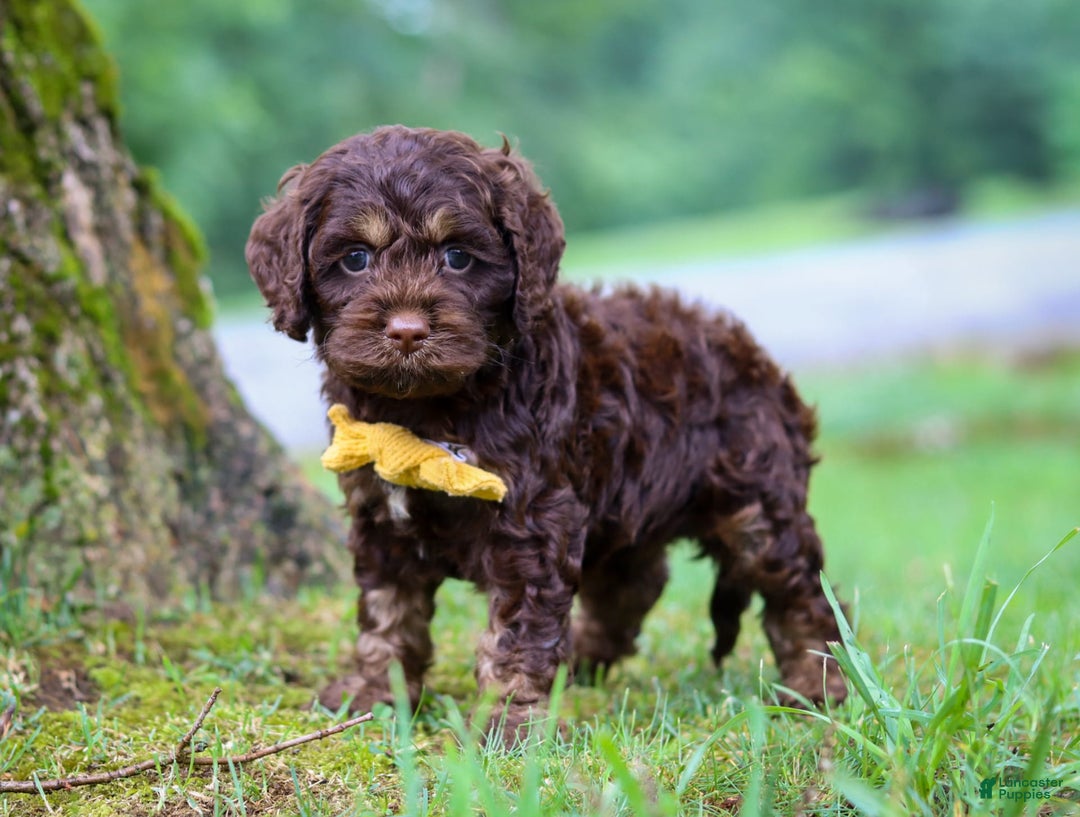 Cockapoo dogs for sale: Bruno - Image 1