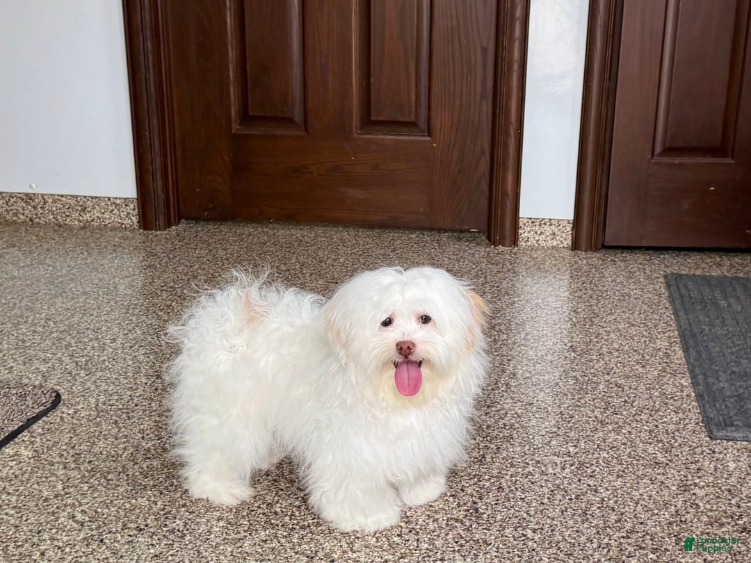 Lhasa Apso dogs for sale: Honey - Image 9