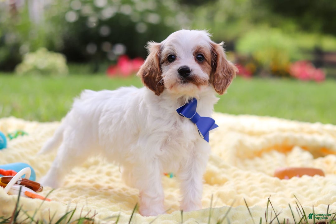 Cavapoo dogs for sale: Scout - Image 6