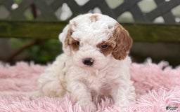 Cavapoo dogs for sale: Bianca - Image 16