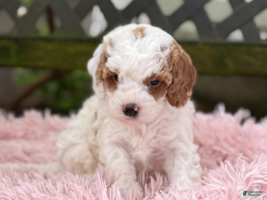 Cavapoo dogs for sale: Bianca - Image 16
