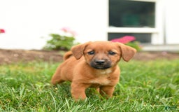 Jack Russell Terrier dogs for sale: Kylie - Image 1