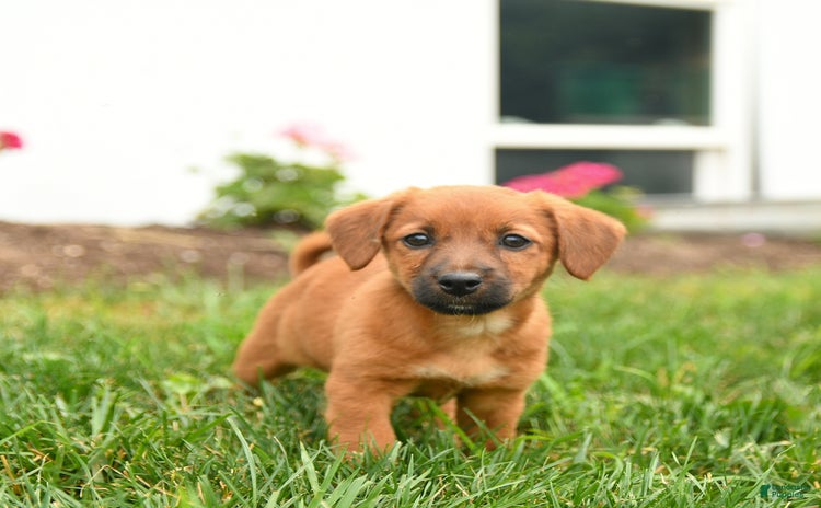 Jack Russell Terrier dogs for sale - Ad 5