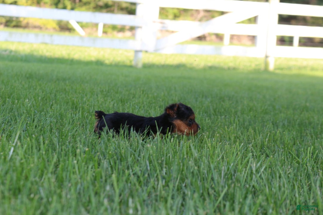 Yorkshire Terrier dogs for sale: Lily - Image 3