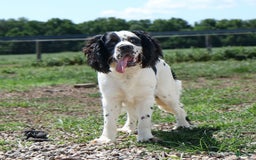 Saint Berdoodles dogs for sale: Buddy - Image 11